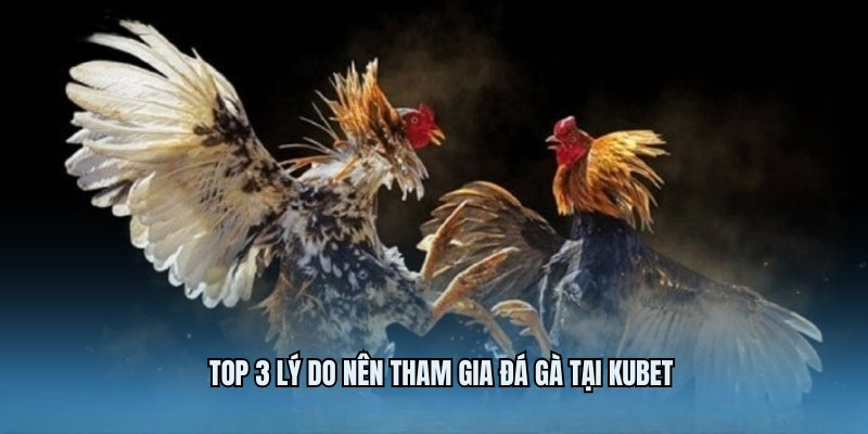 Đá Gà KUBET – Trải Nghiệm Chọi Kê Trực Tuyến Thú Vị 